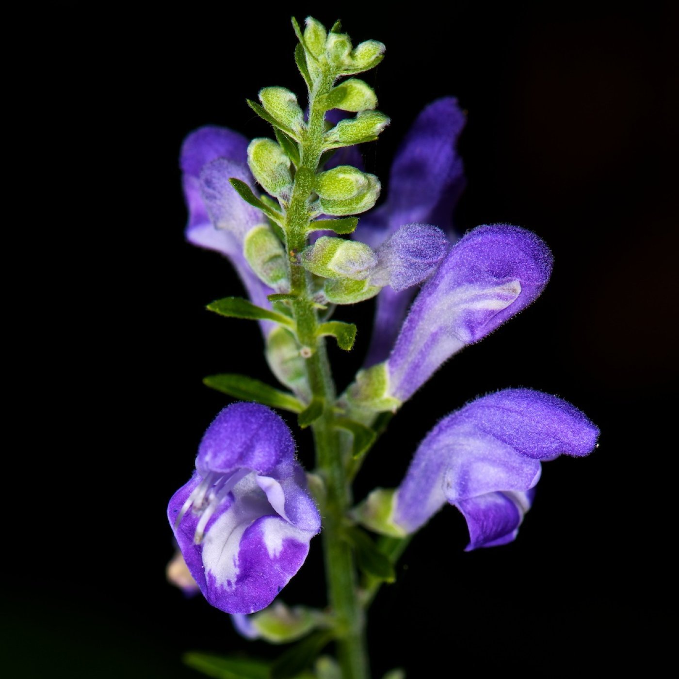 Isop eterisk olje - økologisk - Aromateket