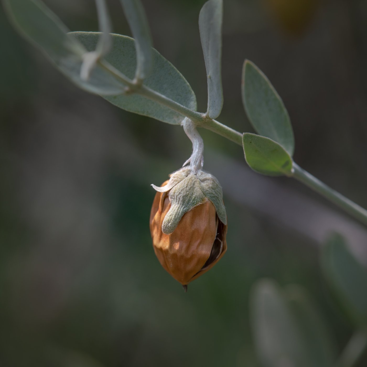 Jojobaolje - økologisk kaldpresset jomfruolje - Aromateket