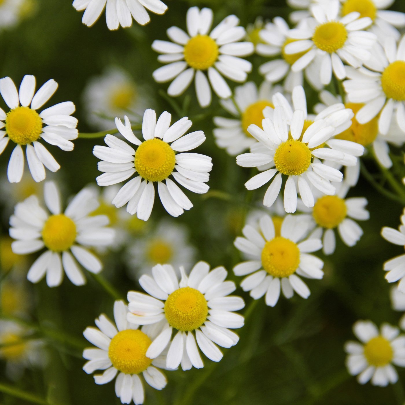 Kamille (tysk) eterisk olje - Aromateket