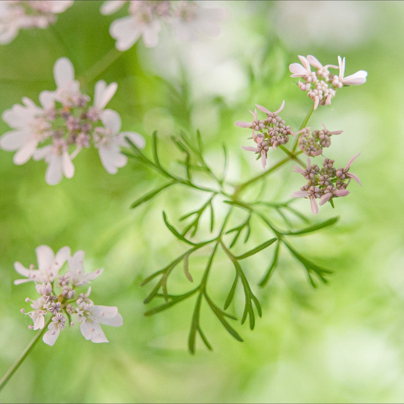 Koriander eterisk olje (økologisk) - Aromateket