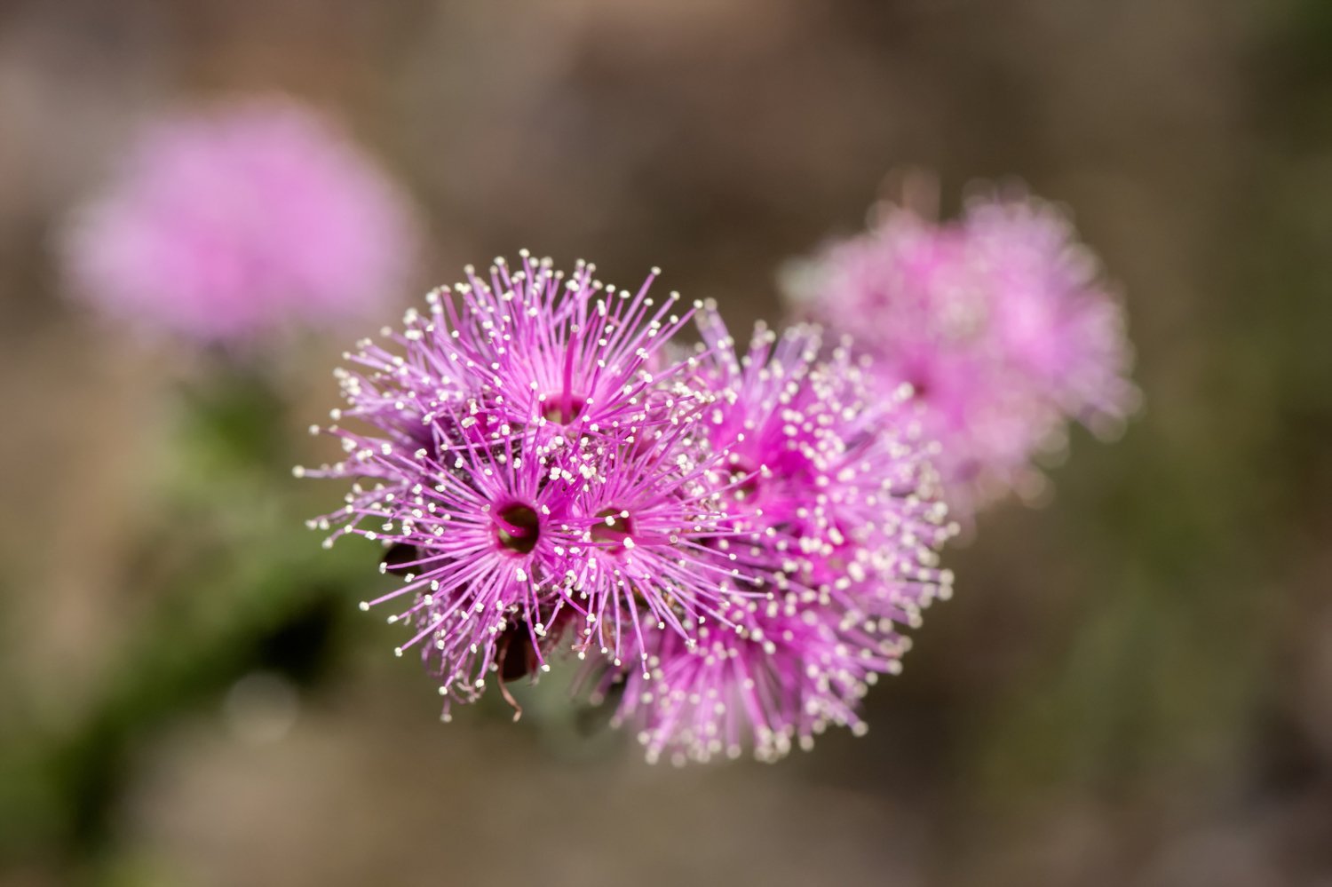 Kunzea eterisk olje - Aromateket