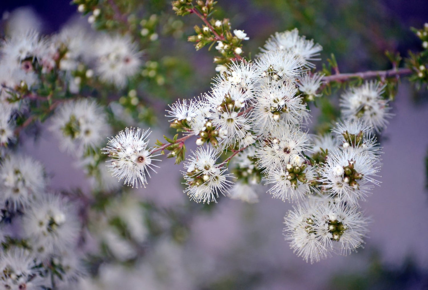 Kunzea eterisk olje - Aromateket