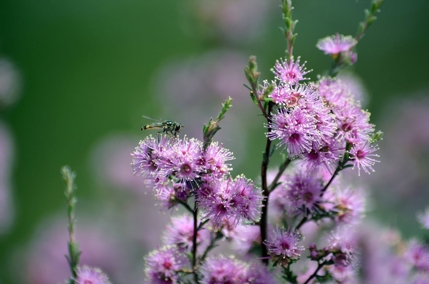 Kunzea eterisk olje - Aromateket