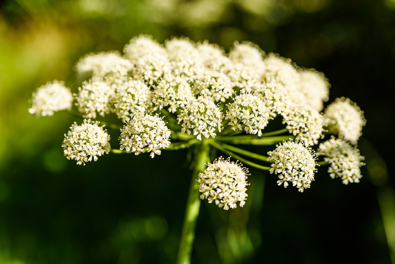 Kvann eterisk olje (økologisk) - Aromateket