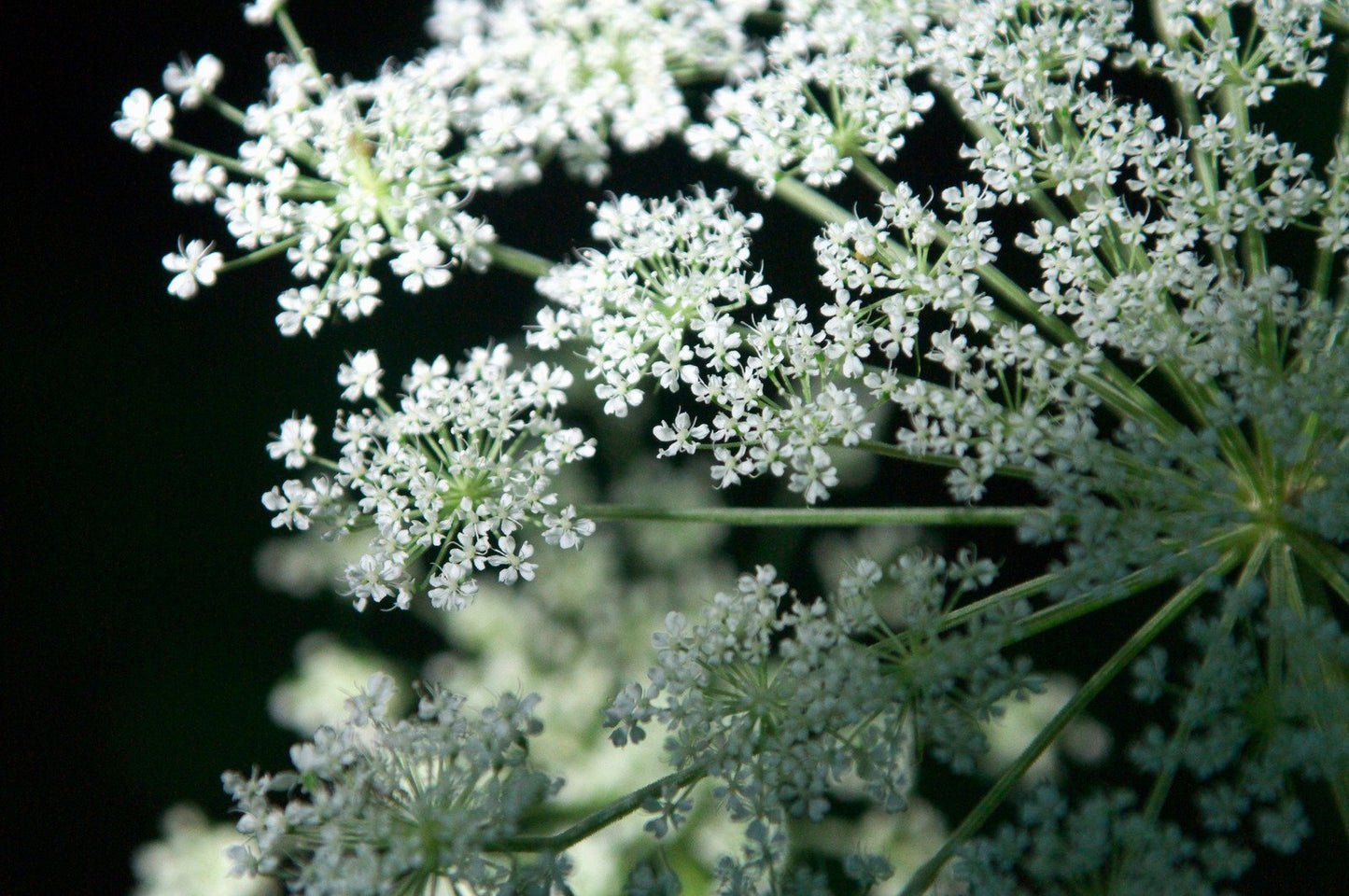 Kvann eterisk olje (økologisk) - Aromateket