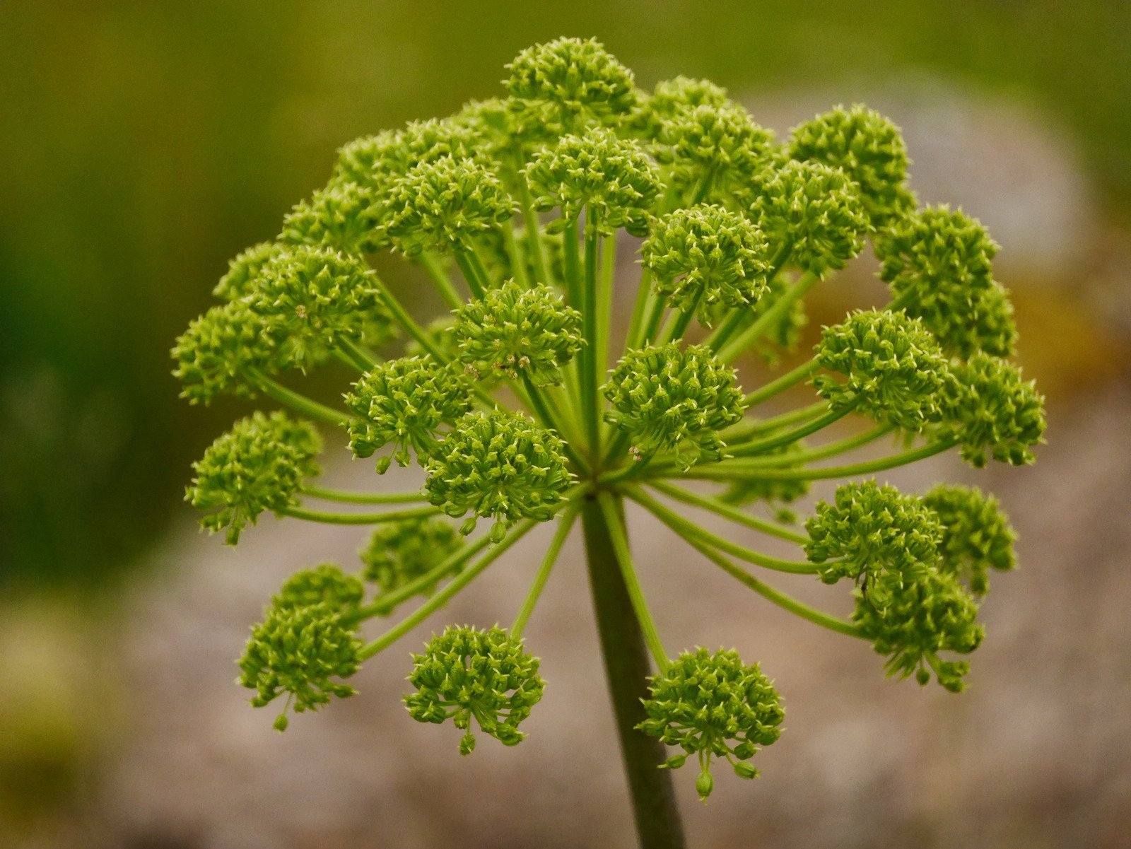 Kvann eterisk olje (økologisk) - Aromateket