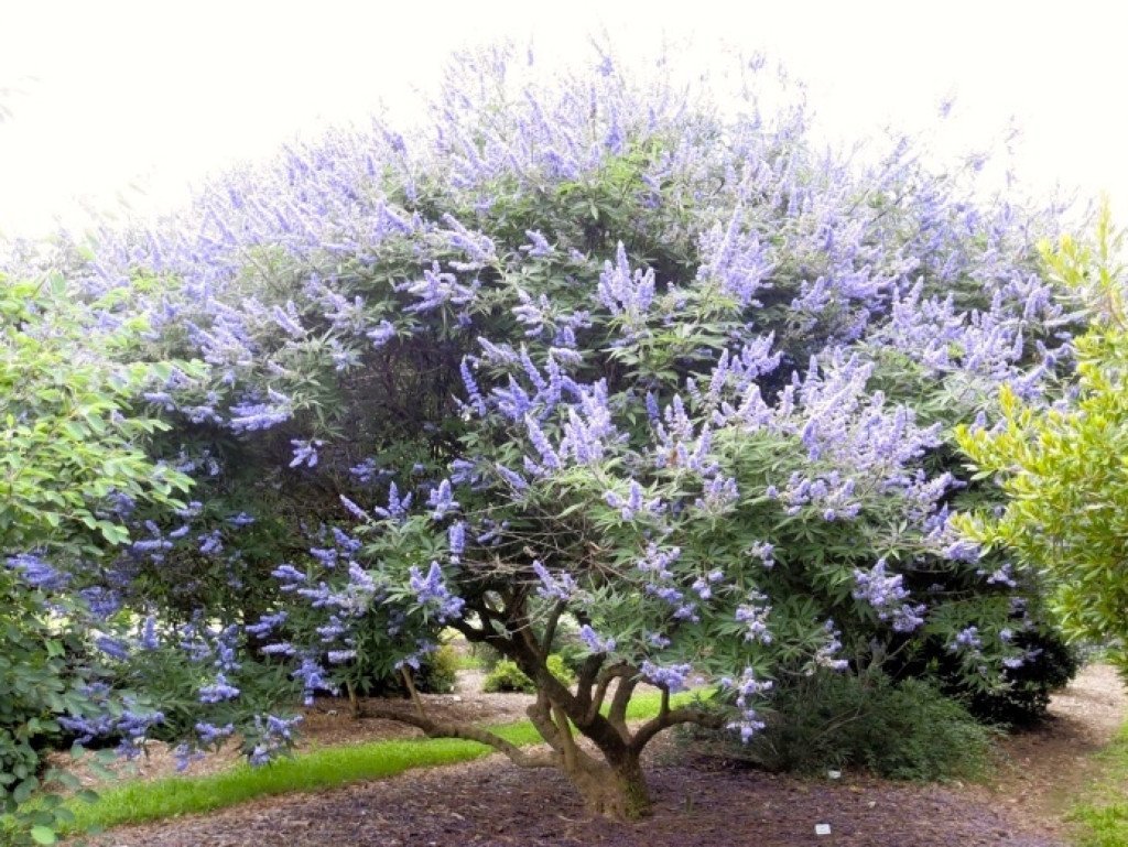 Kyskhetstre (Vitex) eterisk olje - Aromateket