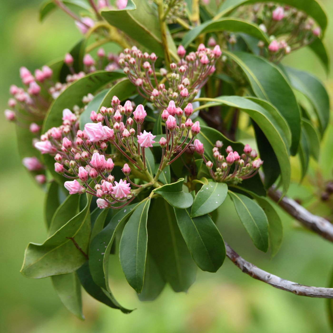 Laurbær eterisk olje (økologisk) - Aromateket