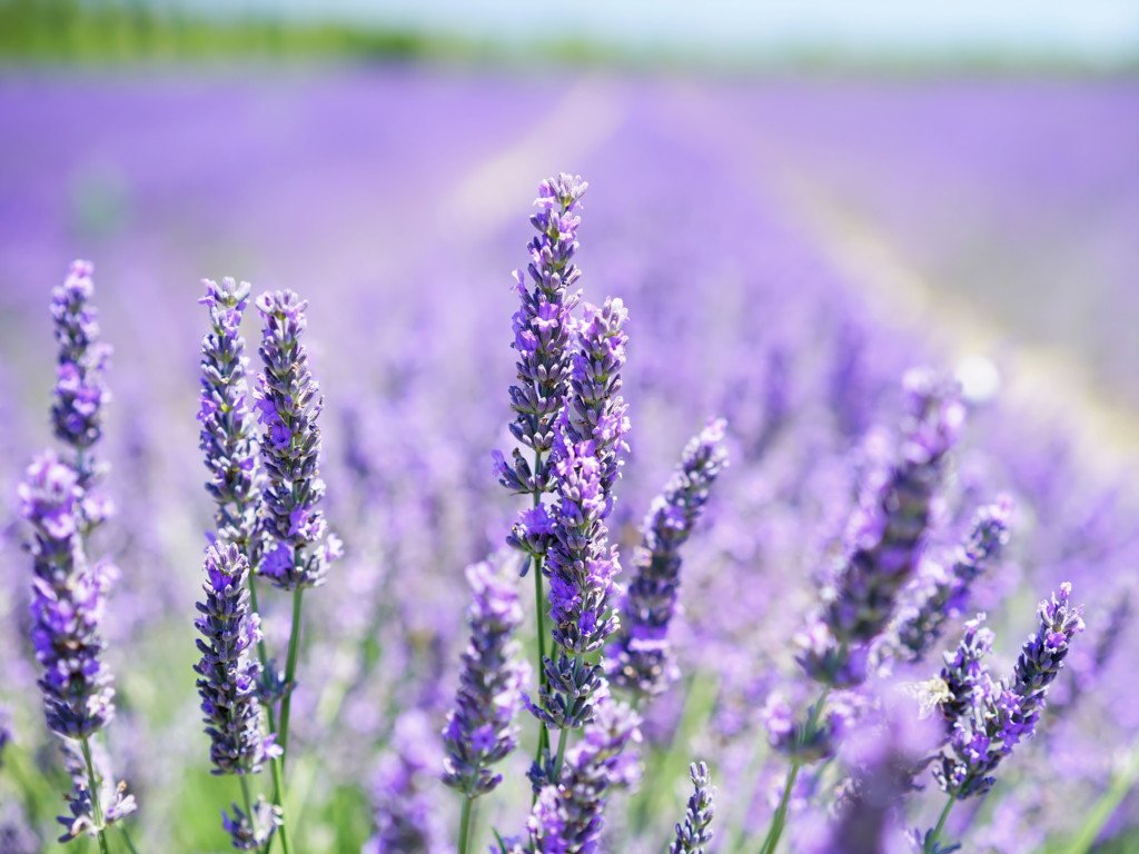 Lavandin abrialis eterisk olje (økologisk) - Aromateket