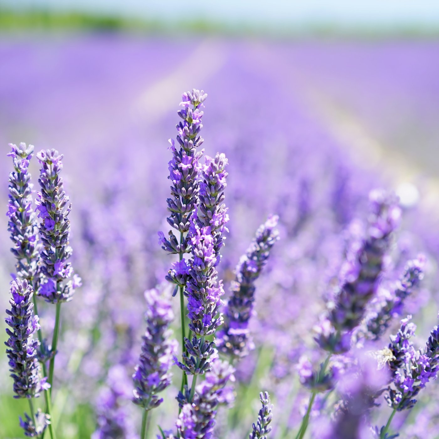 Lavendel 40/42 eterisk olje - Aromateket