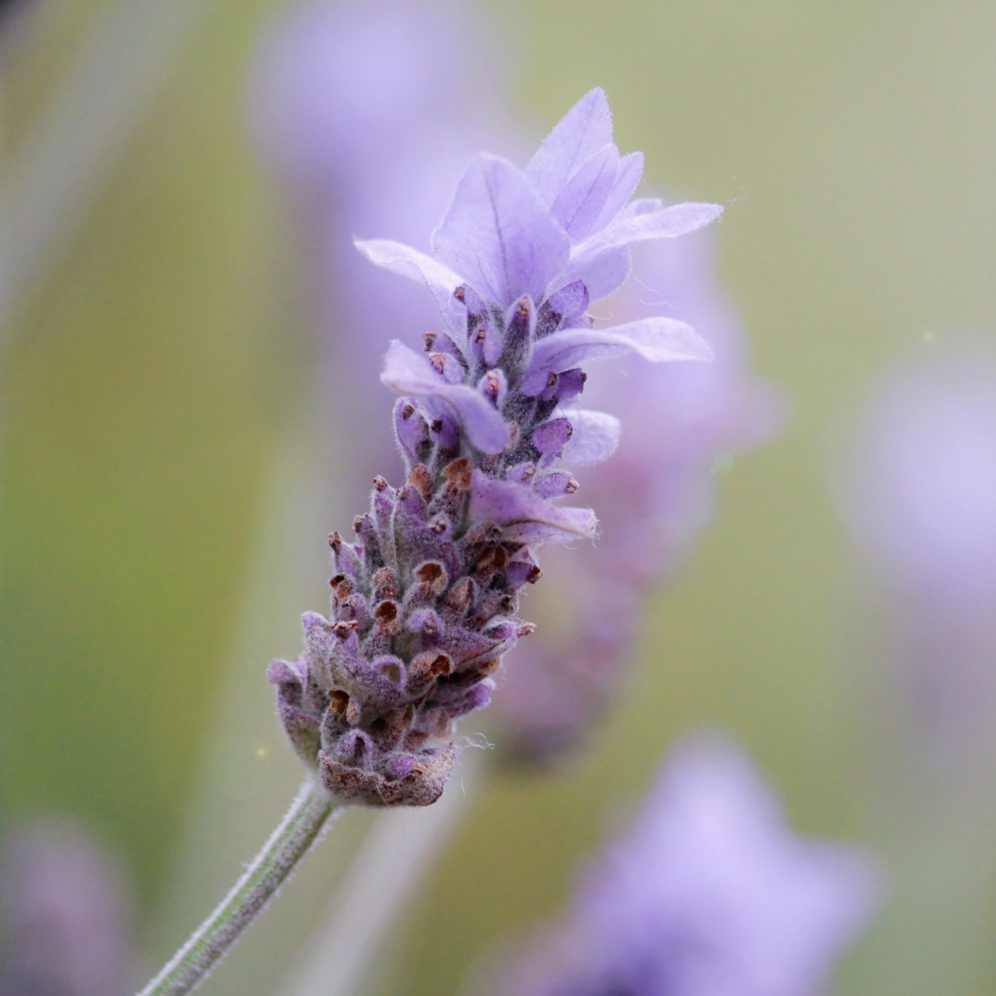 Lavendel 40/42 eterisk olje - Aromateket