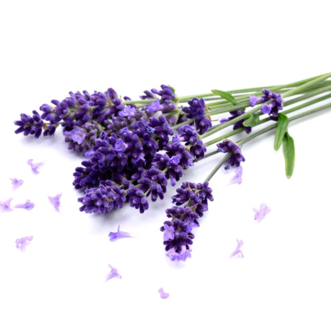 Lavendel 40/42 eterisk olje - Aromateket