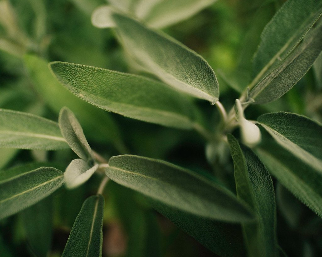 Lavendelsalvie eterisk olje (økologisk) - Aromateket