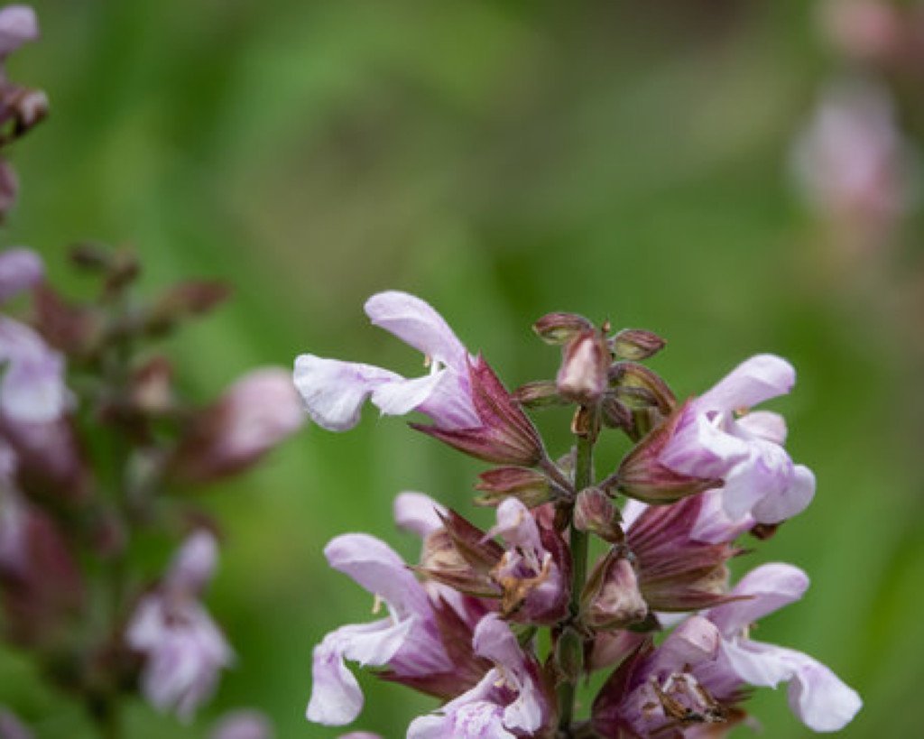 Lavendelsalvie eterisk olje (økologisk) - Aromateket