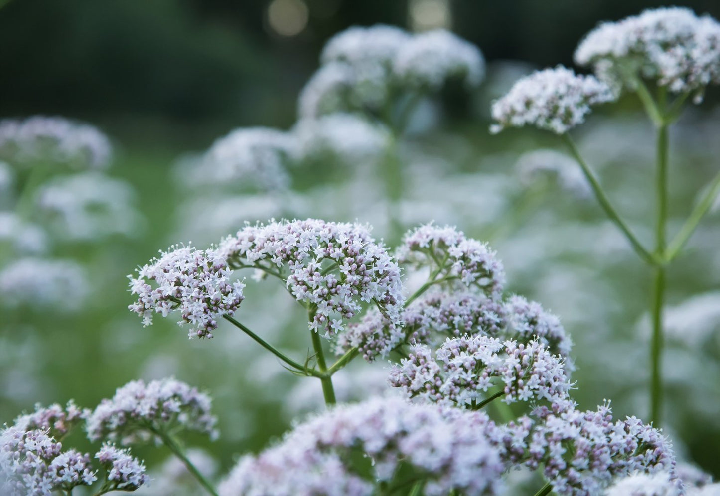 Legevendelrot eterisk olje (økologisk) - Aromateket