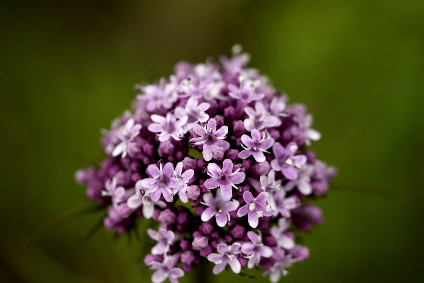 Legevendelrot eterisk olje (økologisk) - Aromateket