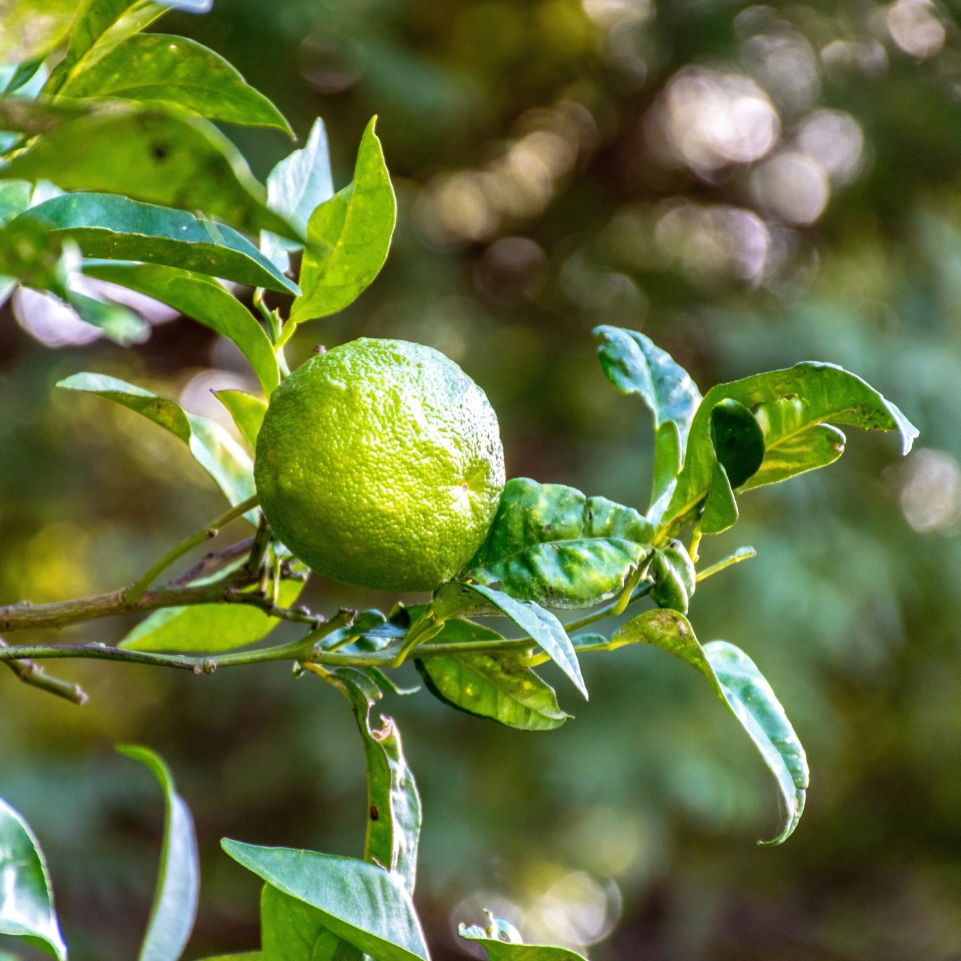 Lime eterisk olje - Aromateket