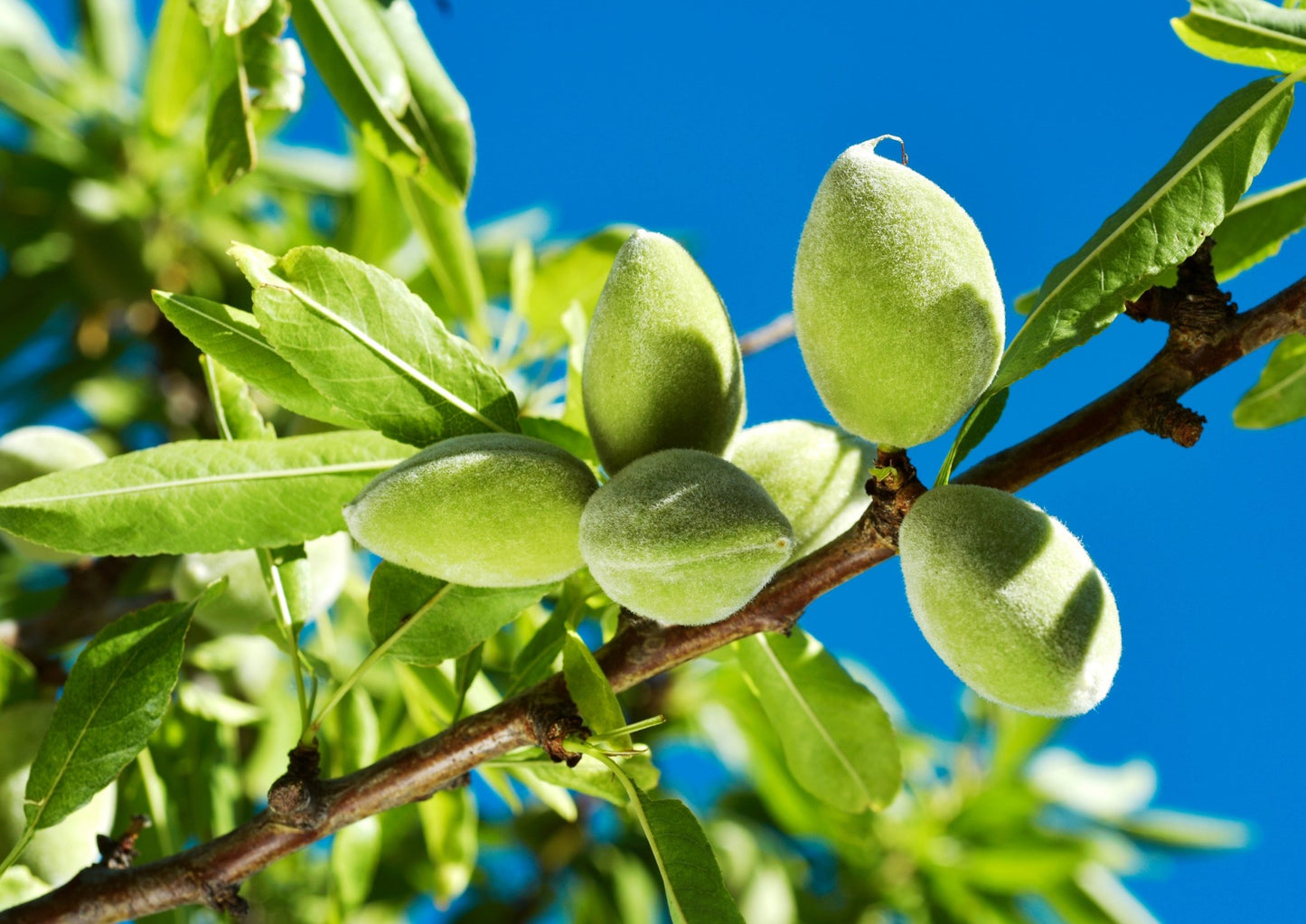 Mandelolje (økologisk, kaldpresset, ufiltrert) - Aromateket