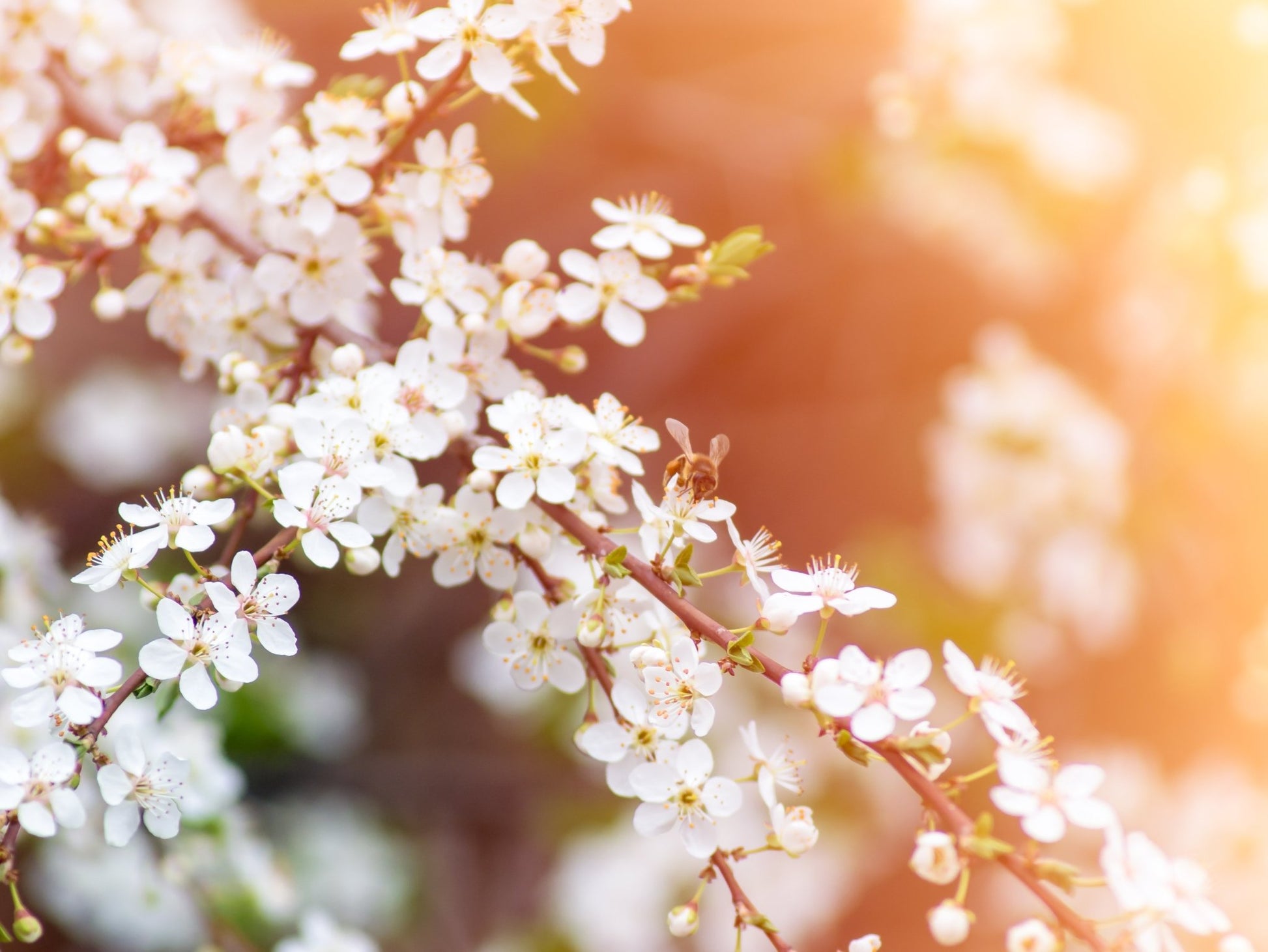 Manuka eterisk olje «East Cape» (vilthøstet) - Aromateket