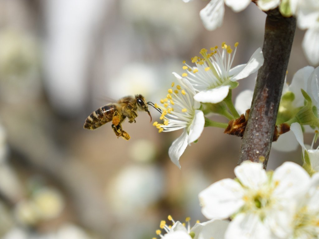 Manuka eterisk olje «East Cape» (vilthøstet) - Aromateket