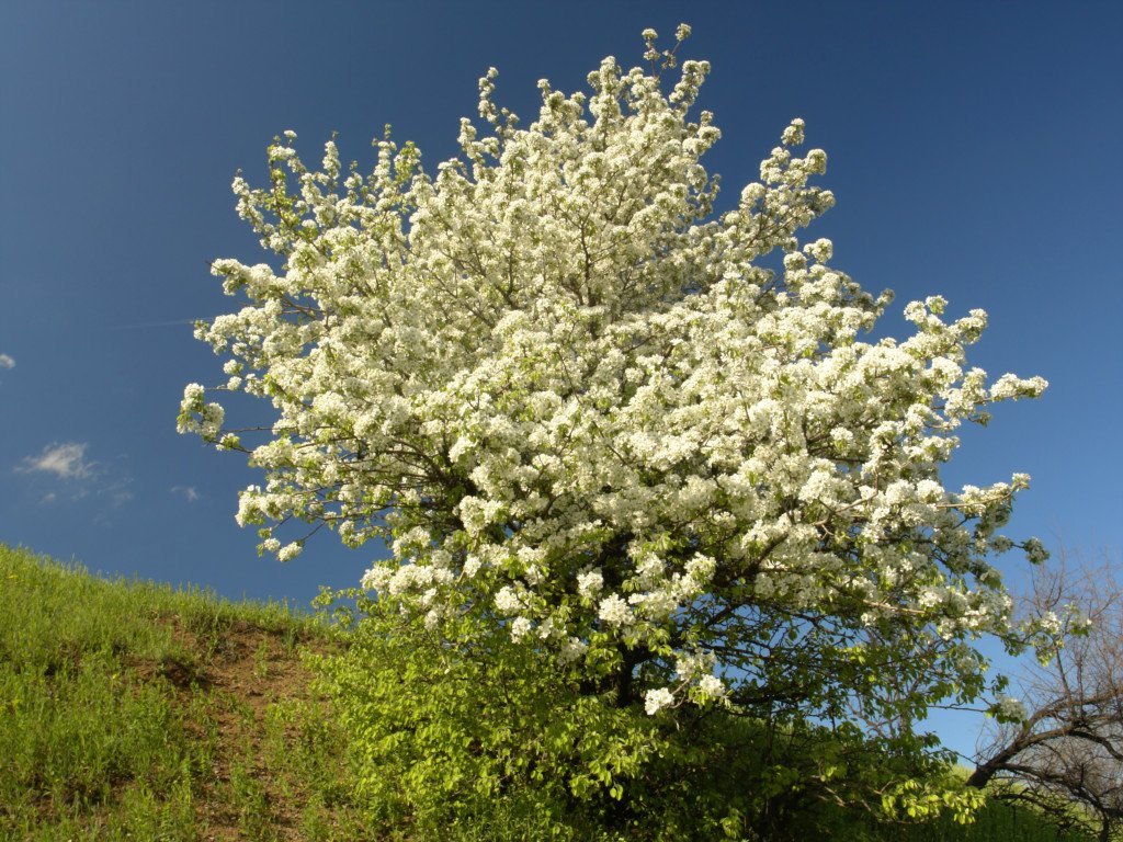 Manuka eterisk olje «East Cape» (vilthøstet) - Aromateket