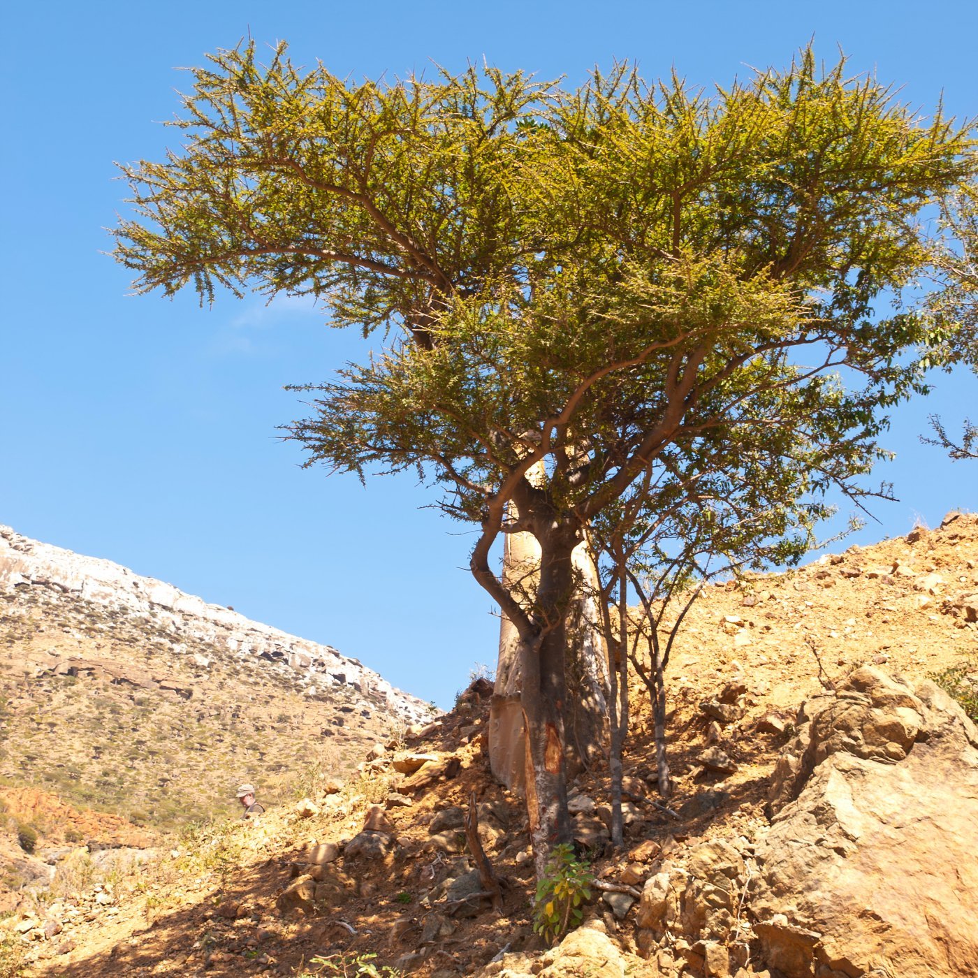 Myrra eterisk olje (India) - Aromateket