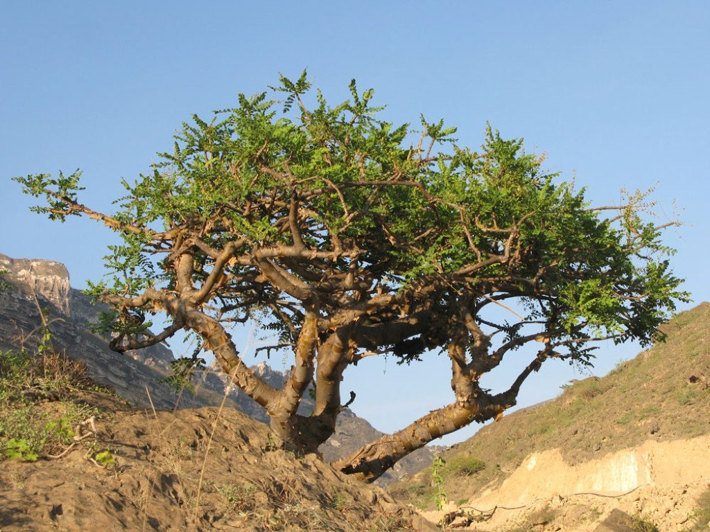 Myrra eterisk olje (Somalia, økologisk) - Aromateket