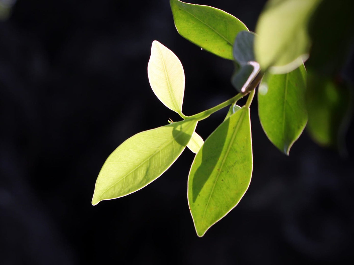 Nellikblad eterisk olje - Aromateket