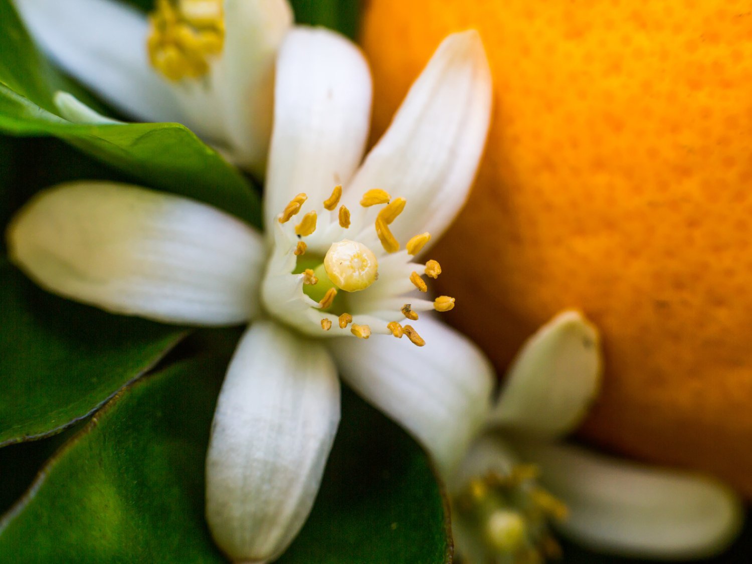 Neroli eterisk olje - Aromateket