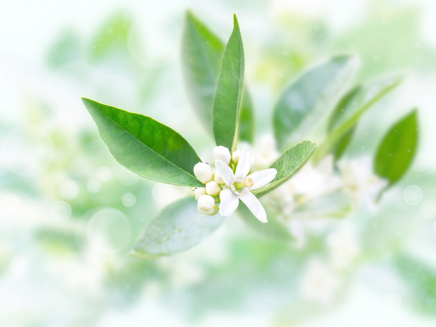 Neroli eterisk olje - Aromateket