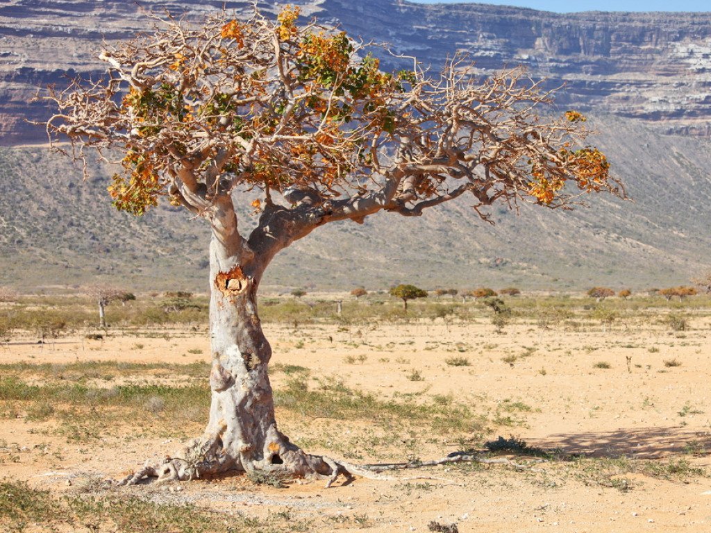 Opopanax eterisk olje (økologisk) - Aromateket