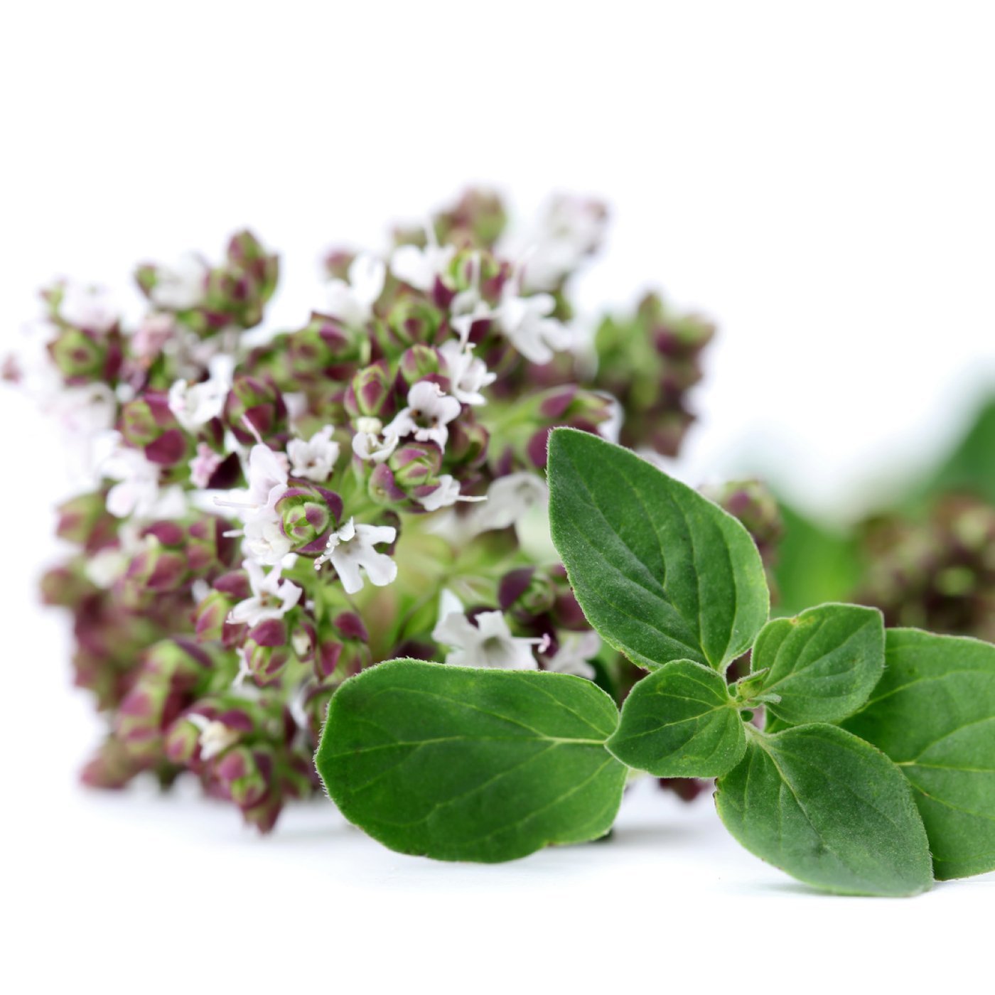 Oregano eterisk olje - økologisk - Aromateket