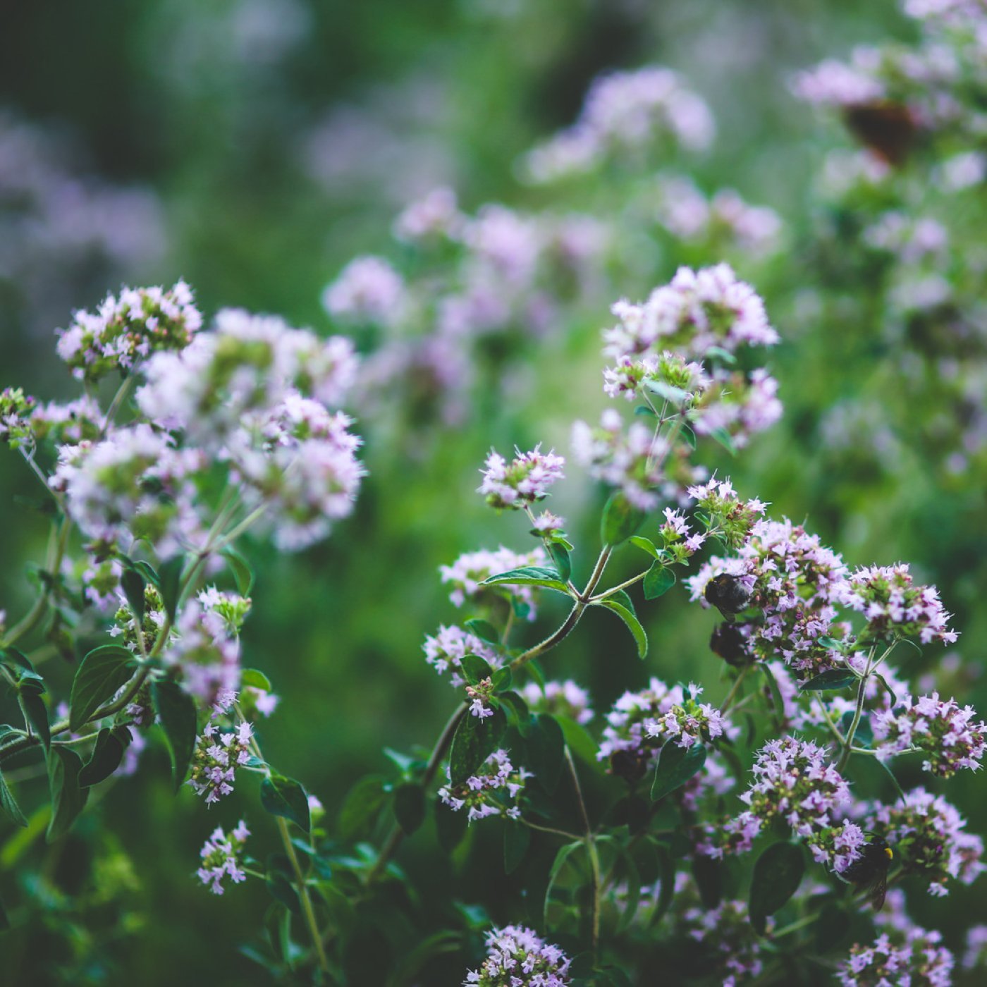 Oregano eterisk olje - økologisk - Aromateket