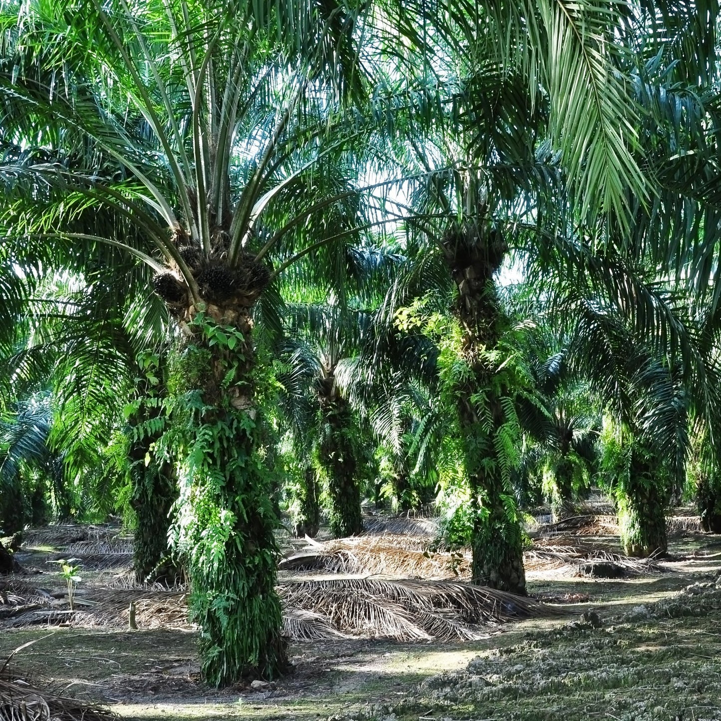 Palmekjernefett - økologisk og RSPO-sertifisert - Aromateket