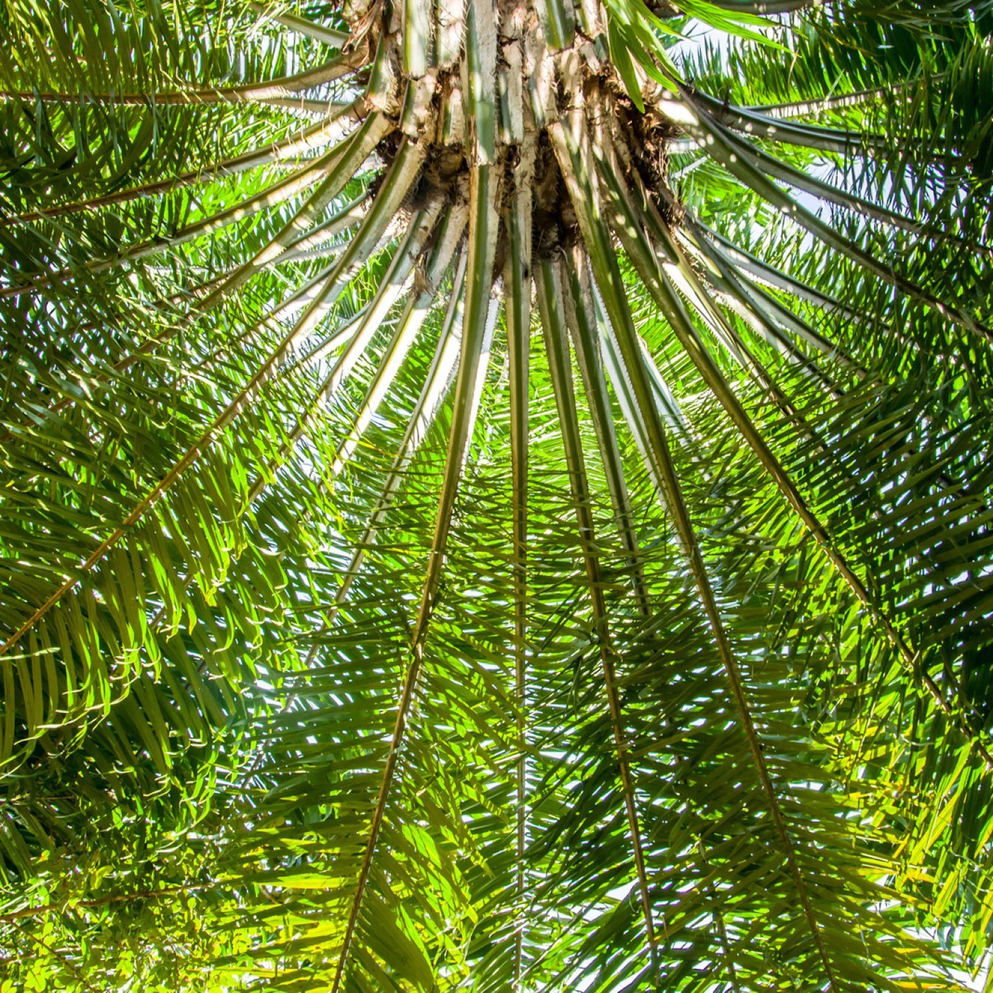 Palmeolje (økologisk RSPO) - Aromateket