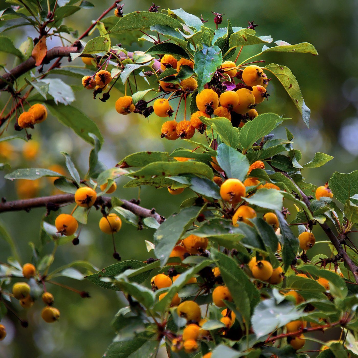 Petitgrain eterisk olje (økologisk) - Aromateket