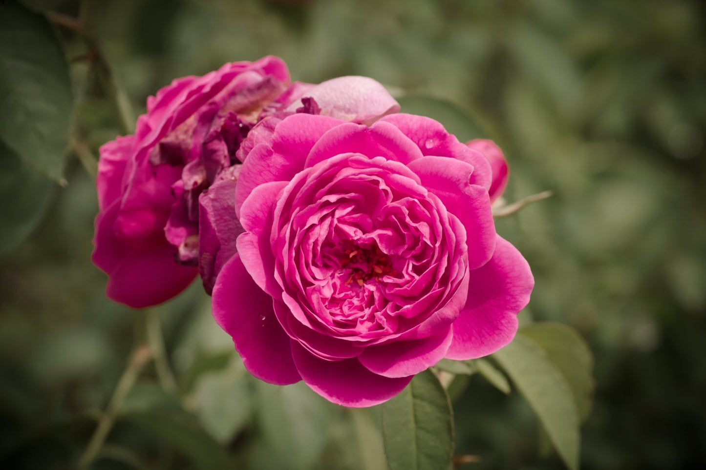 Rose damask absolutt 10 % - Aromateket