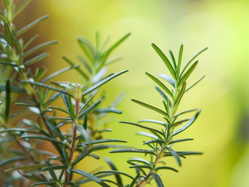 Rosmarin ct camphor eterisk olje økologisk - Aromateket