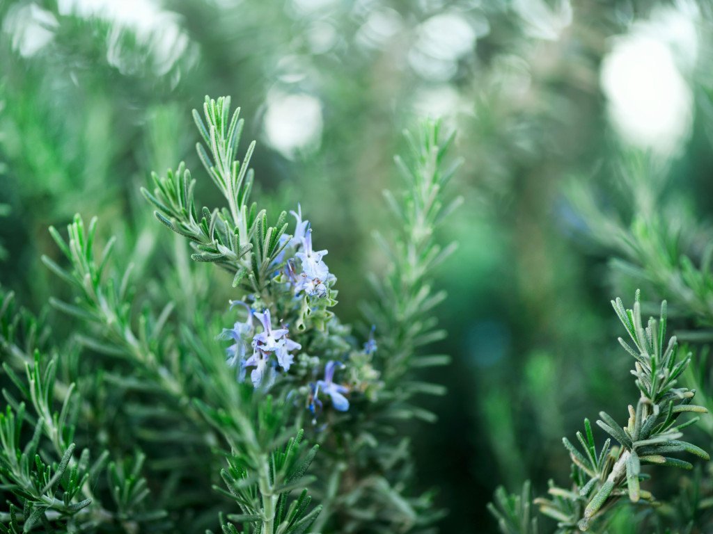 Rosmarin verberon eterisk olje - Aromateket