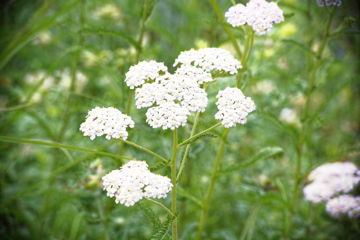 Ryllik eterisk olje - Aromateket