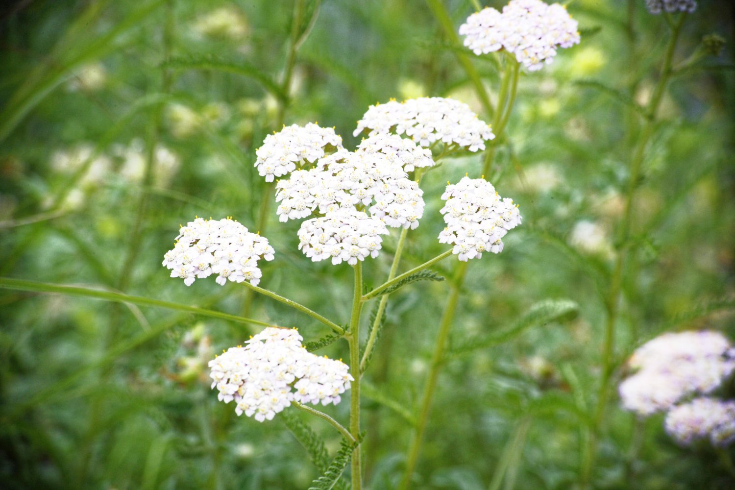 Ryllik eterisk olje - Aromateket