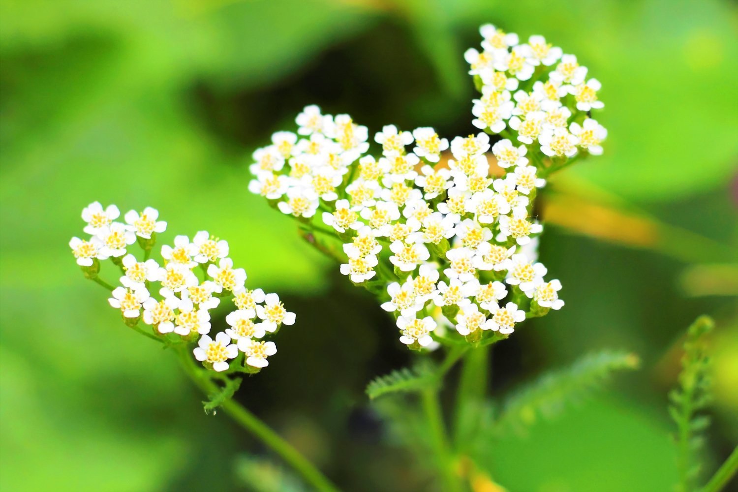 Ryllik eterisk olje - Aromateket