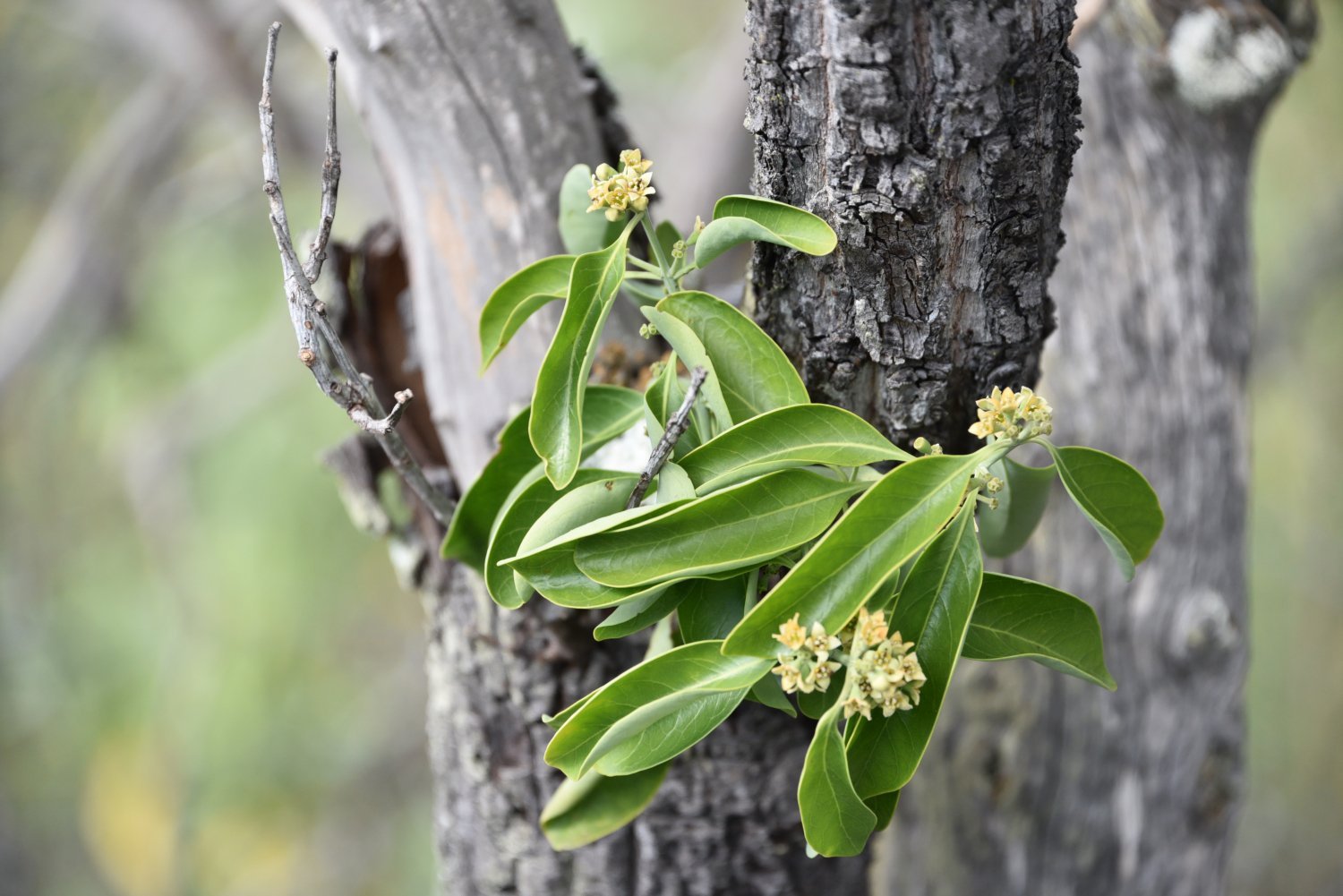 Sandeltre eterisk olje (australsk) - Aromateket