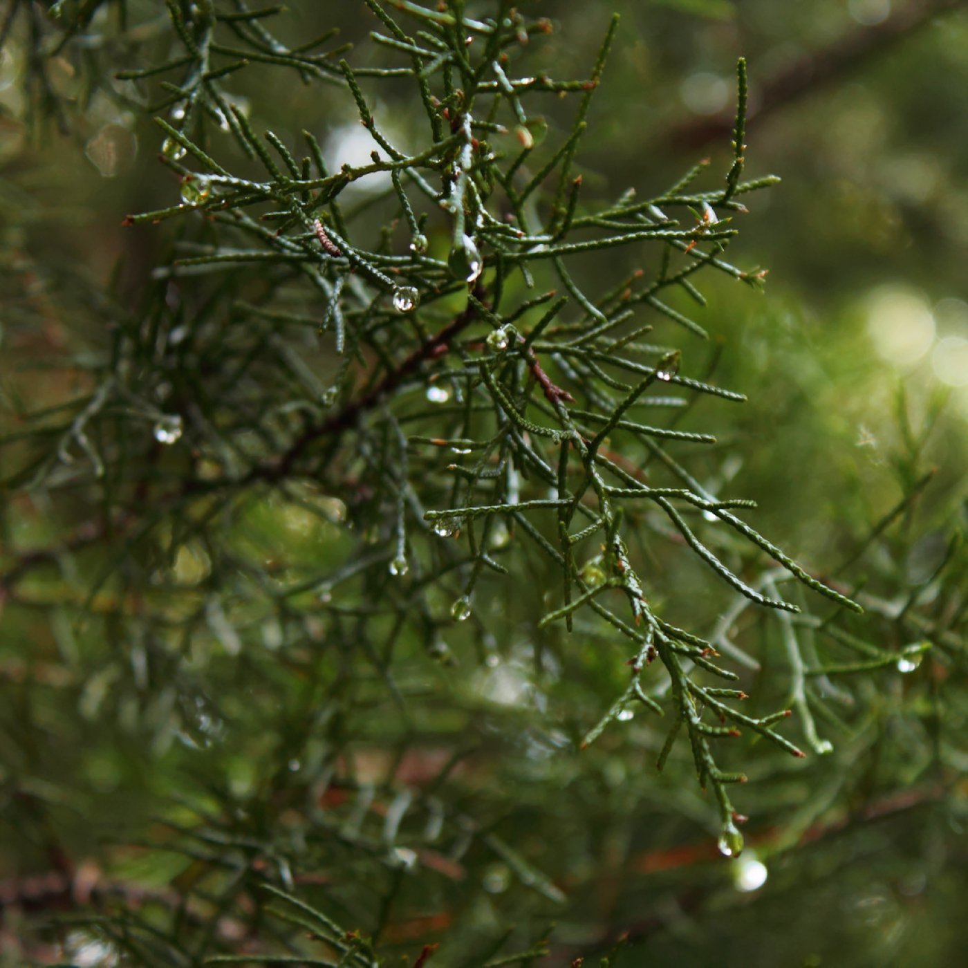 Sedertre (virginiaseder) eterisk olje - Aromateket