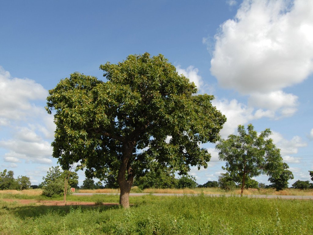 Sheasmør (raffinert og økologisk) - Aromateket