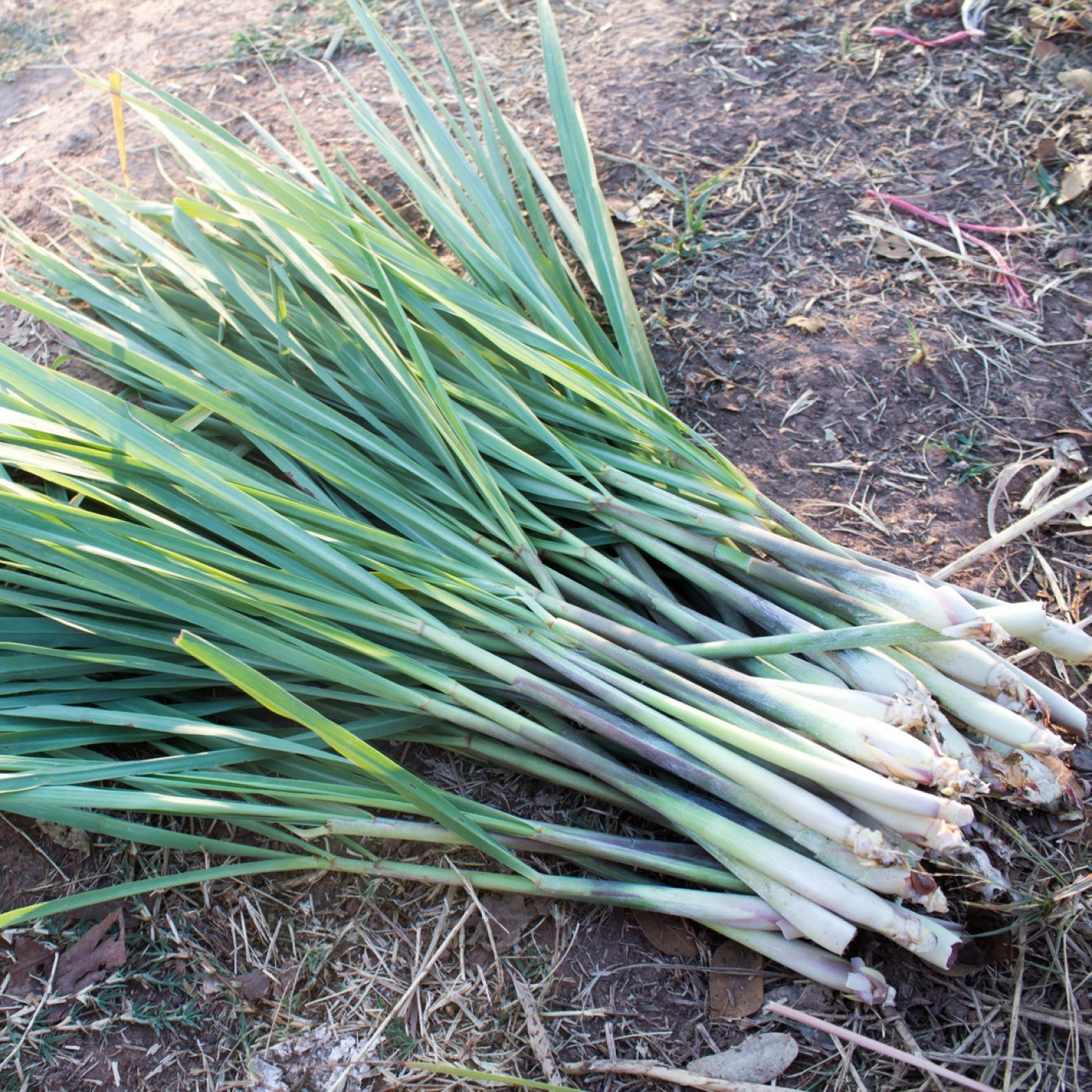 Sitrongress eterisk olje (økologisk) - Aromateket