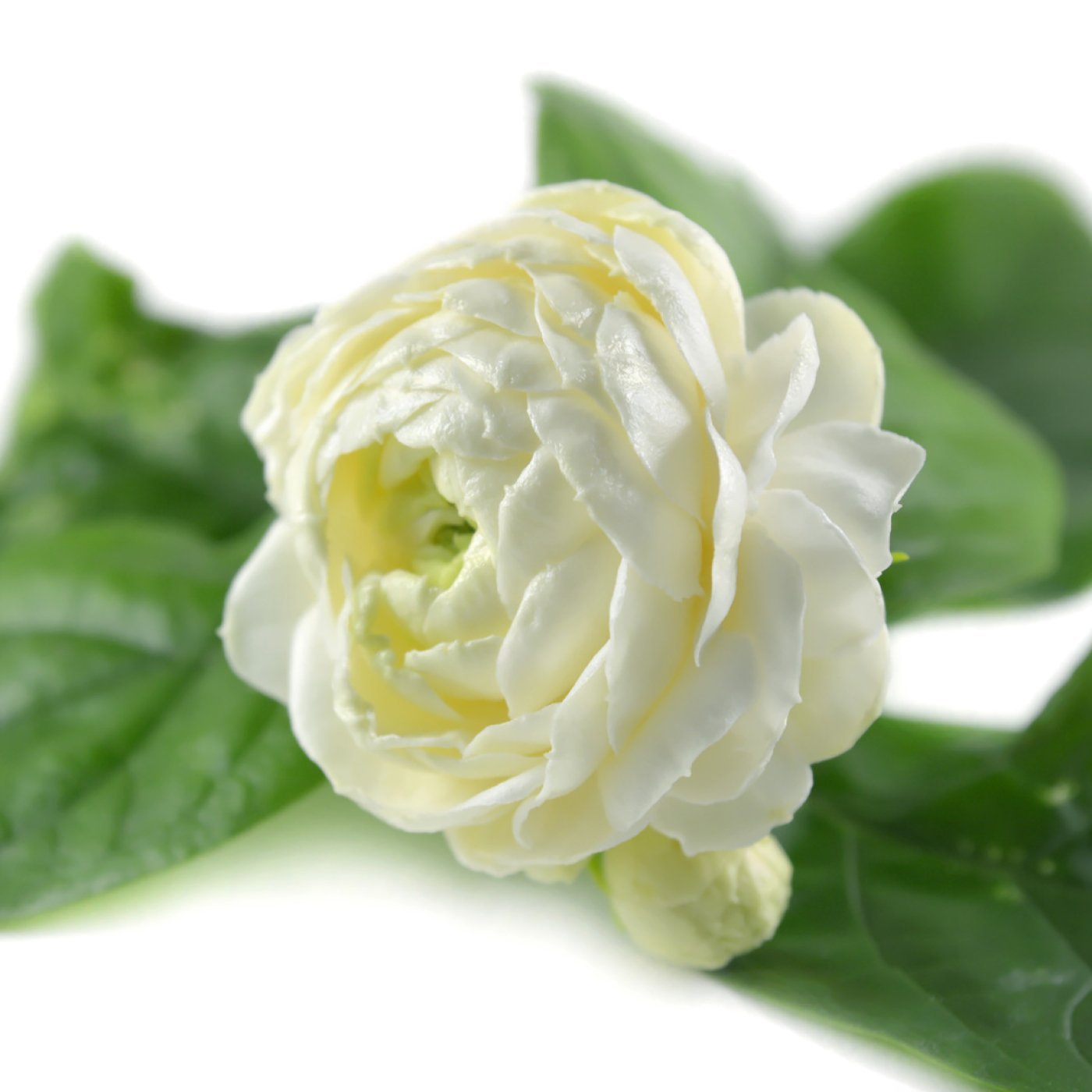 Sjasmin (arabisk) (10 %) absolutt - Aromateket