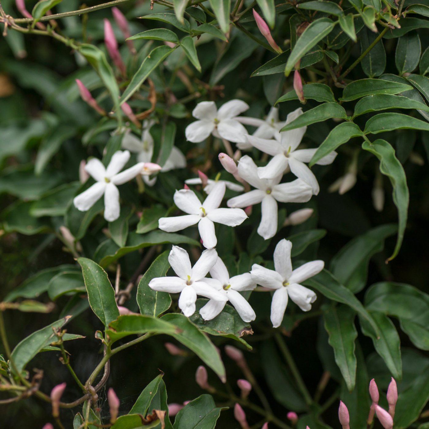 Sjasmin (storsjasmin) (10 %) absolutt økologisk - Aromateket