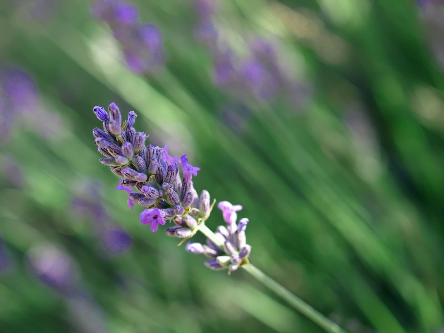 Spiklavendel eterisk olje - Aromateket