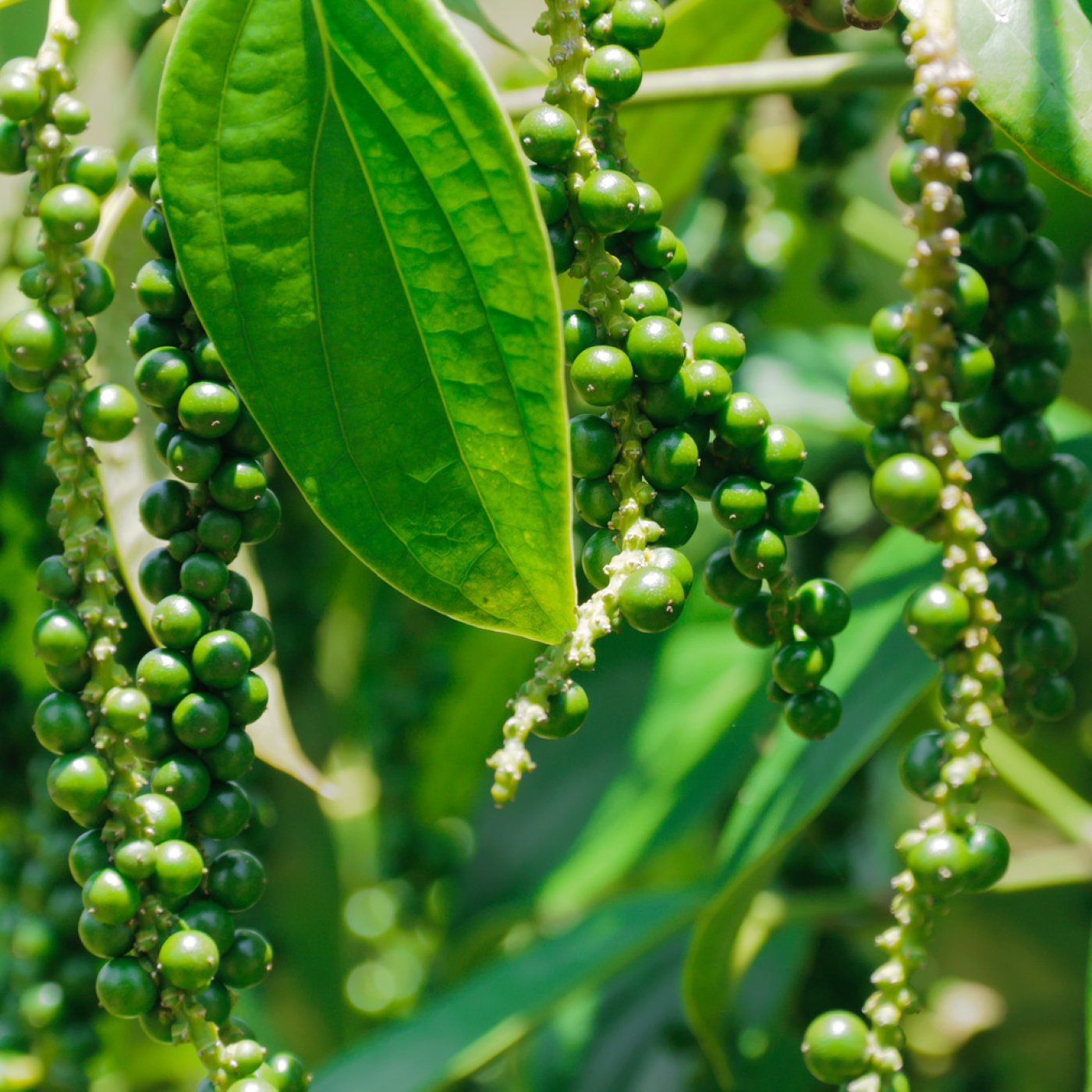 Svart pepper eterisk olje - økologisk - Aromateket